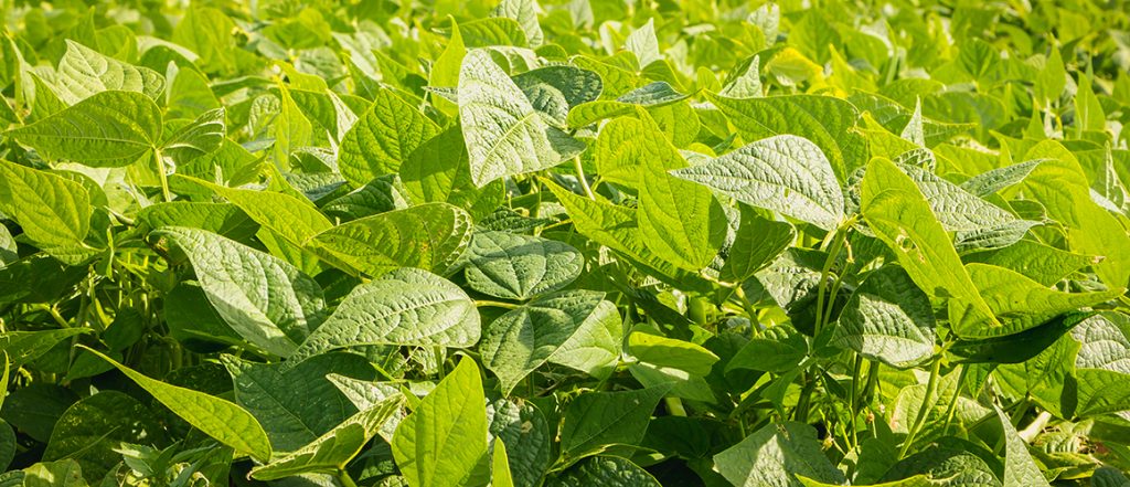 The APVMA is inviting comment on the proposed use of mandestrobin as a fungicide on green beans and the trade implications of this proposal.