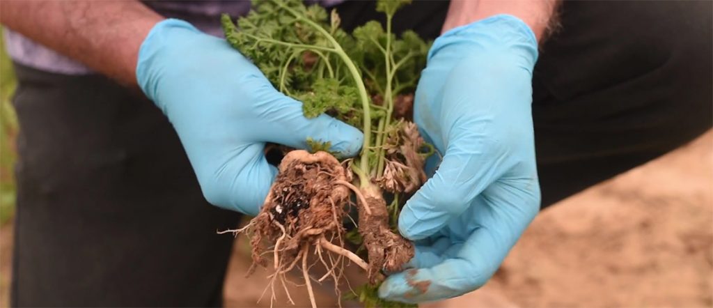 Hands holding fresh parsley, displaying roots.