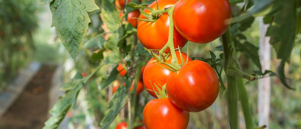 Enterprise Management Plan - Processing Tomatoes