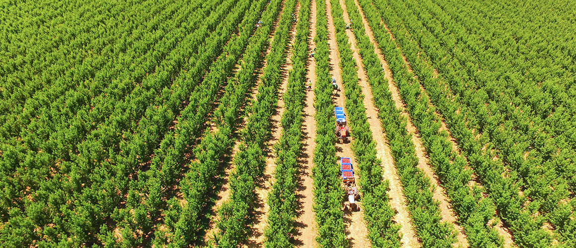 Update your workforce needs on the Harvest Trail jobs board AUSVEG