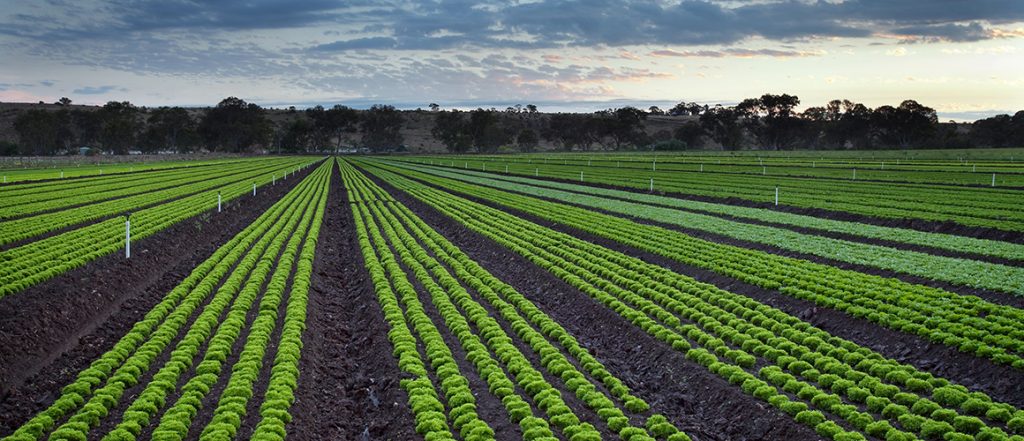 If you're concerned about the lettuce necrotic yellows virus outbreak west of Melbourne, come along to an on-farm discussion on 18 February 2019.