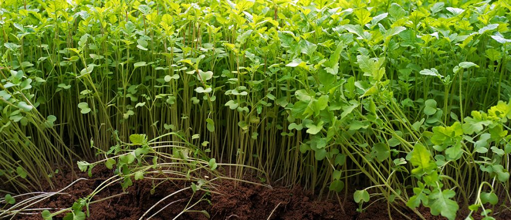 Cover crops are practical ways of improving soil productivity and health. Learn more at this one-day workshop with visits to a commercial farm.