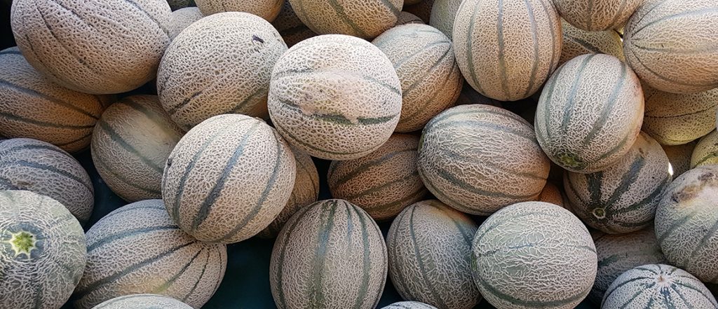 Growcom is partnering with the Australian Melon Association to talk to growers located in the Wide Bay-Burnett region about important industry issues and opportunities.