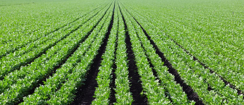 Learn more about the application of precision agriculture in vegetable production, including celery, leek and baby leaf production, with this levy-funded farm walk.