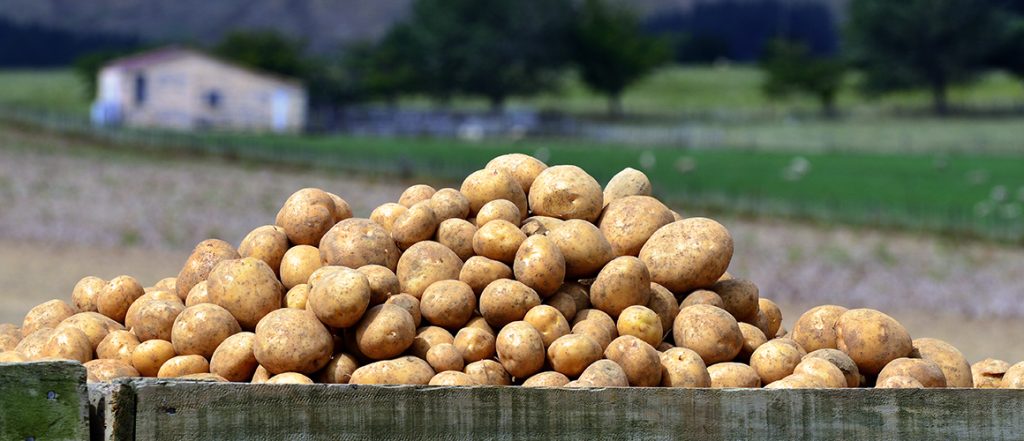Innovative ways to create value-added products from potato waste