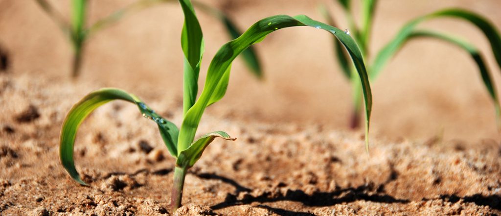 Strip-till is a system of cultivation that works strips of soil where the crop will be planted or sown and leaves most of the soil covered and undisturbed.