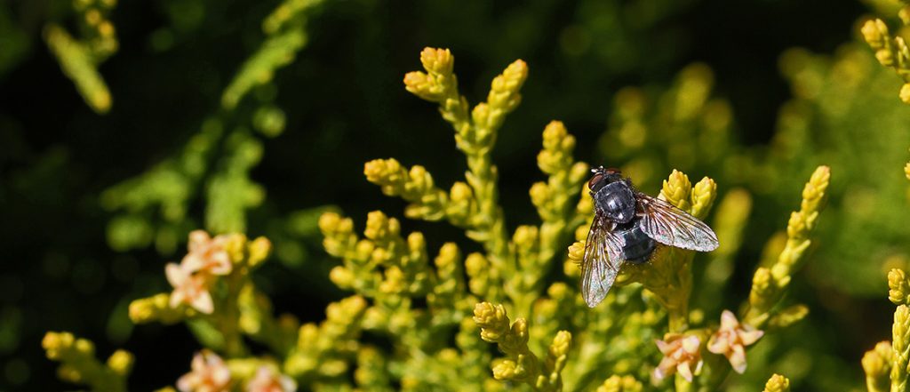 A levy-funded research report conducted by DPIRD on the best method for managing stable fly development from vegetable crop residues is available for growers on InfoVeg.