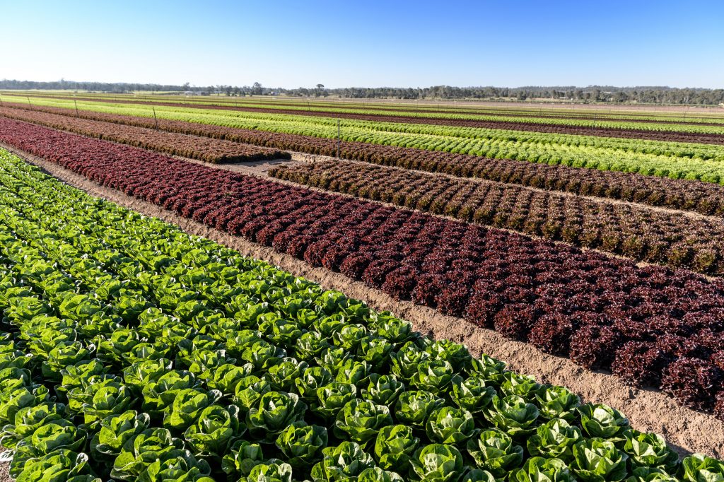 AUSVEG advocacy activities - Agriculture Industry roundtable