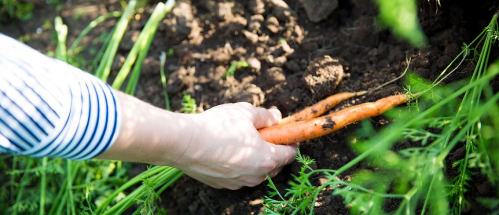 Kalfresh will run its annual Carrot Day on Saturday 29 June at its farm in Kalbar, Queensland. Attendees are able to tour the farm, meet the growers and even pick their own carrots!