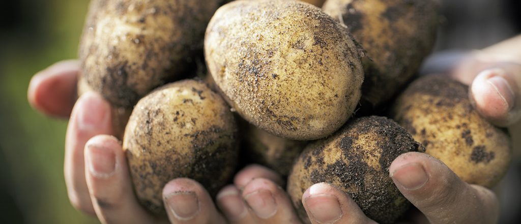 The Forum will focus on managing pest and disease within the potato industry, and will take place in conjunction with Hort Connections 2019.
