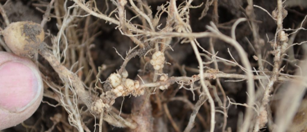 A recent project has looked at the ecology, epidemiology and control of Spongospora Infection of Potato Roots, specifically focusing on the root infection phase.