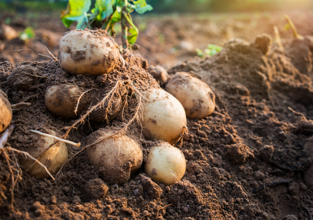 Communique To Potato Industry Stakeholders