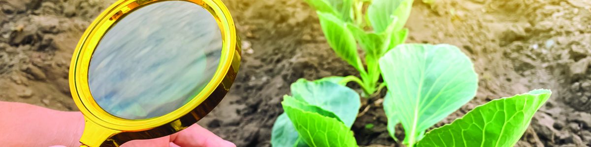 Looking to the future of Australia’s biosecurity system - AUSVEG