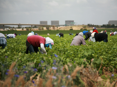 Federal Court ruling on backpacker tax cautiously welcomed by AUSVEG