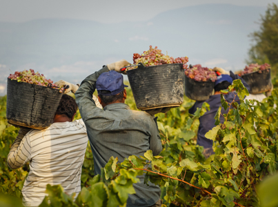 VFF survey highlights industry’s labour struggles