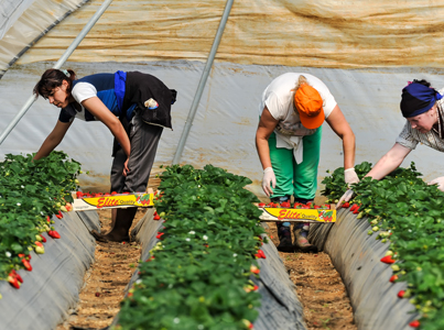 Federal Government should repeal its failed Backpacker Tax