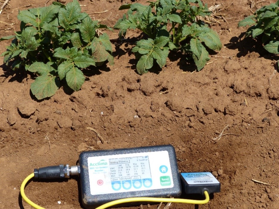 Improving irrigation efficiency for potatoes