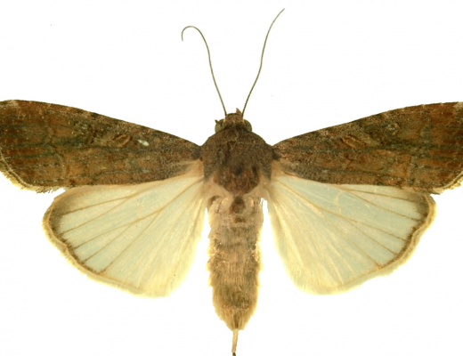 Exotic pest warning: Fall armyworm