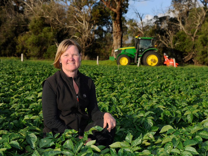 Grower profile: A rosy future for WA potato growing family