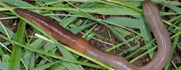 Research update: Working with Earthworms to boost soil productivity