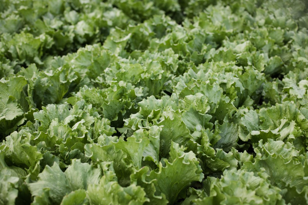 Update your workforce needs on the Harvest Trail jobs board AUSVEG