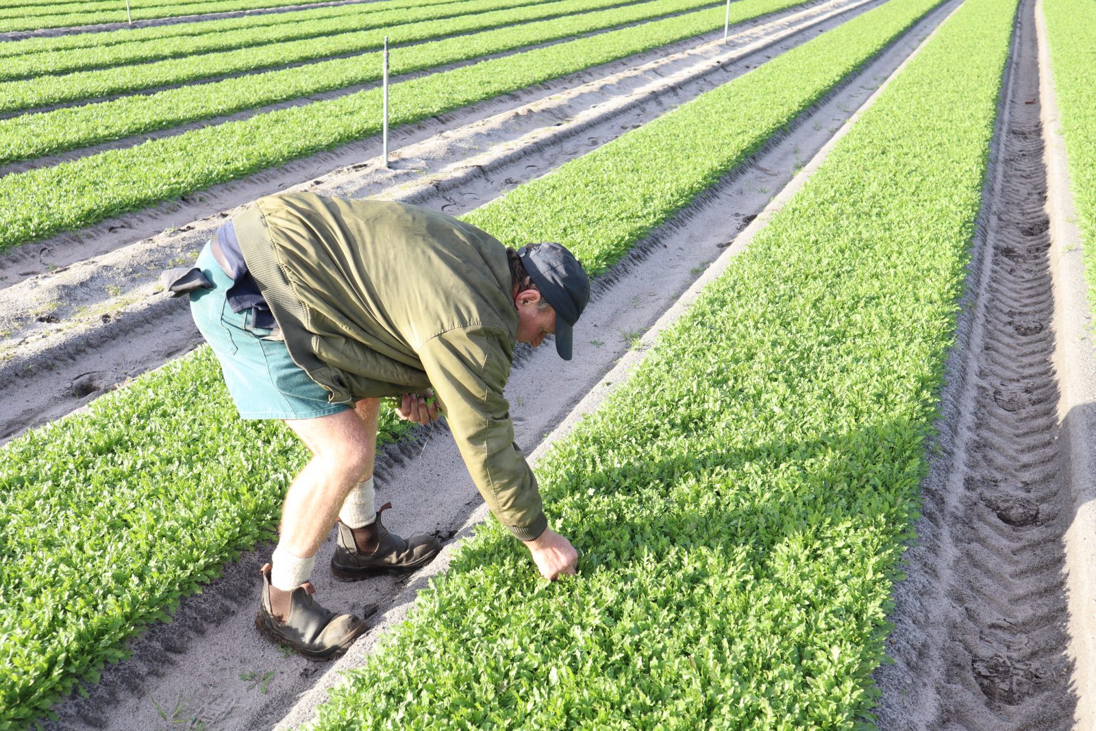 Assessing the economic impact of weeds in Australian vegetable