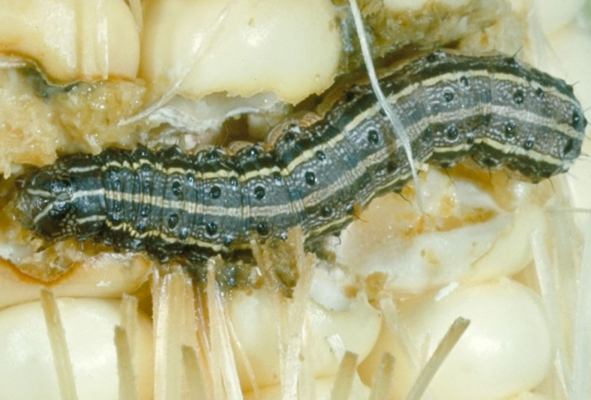Resources: Fall armyworm