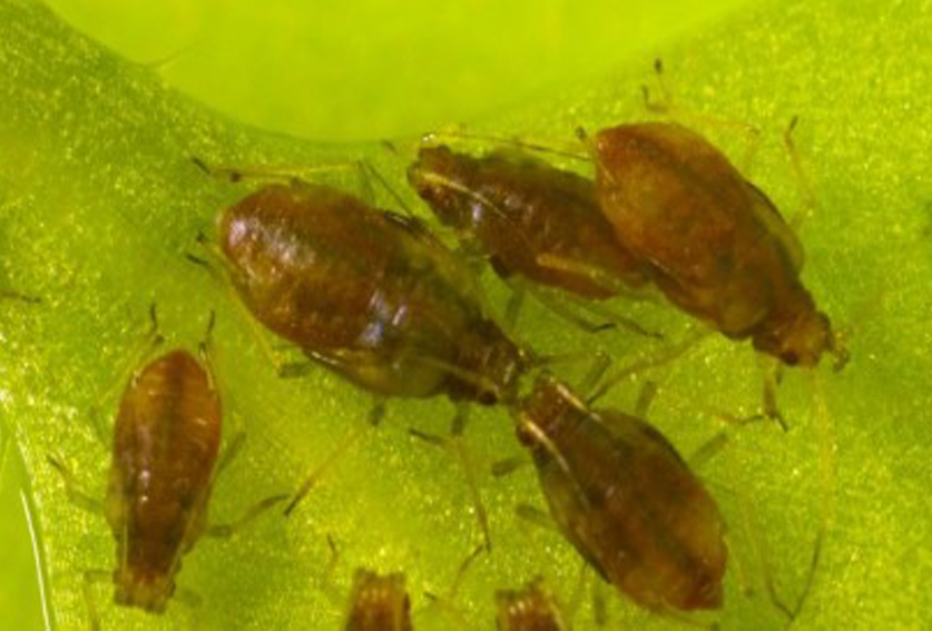 Green peach aphid – can we turn the tide of resistance?