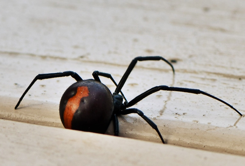 Redback spiders in vegetable crops