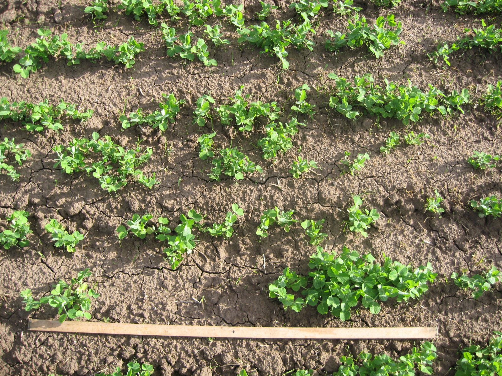 Safeguarding the future of the Tasmanian pea industry AUSVEG