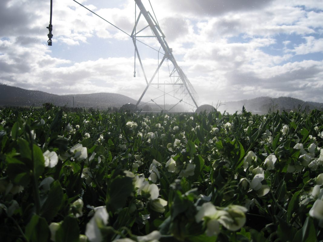 Safeguarding the future of the Tasmanian pea industry AUSVEG