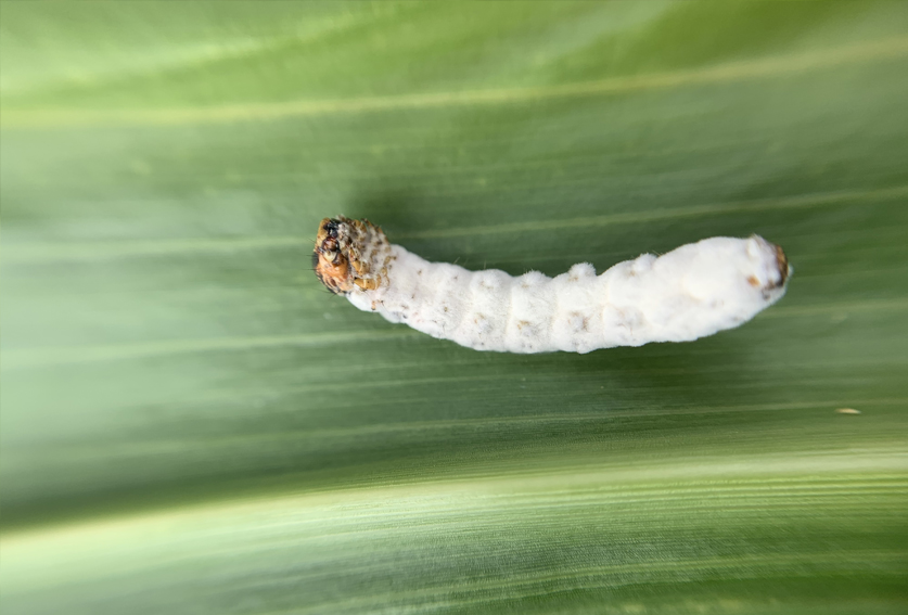 New fall armyworm detections
