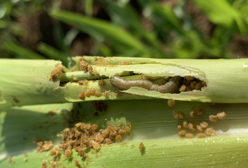 Changes to how growers can manage fall armyworm