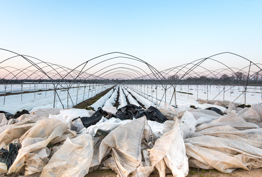 Innovative ways to address waste management on vegetable farms