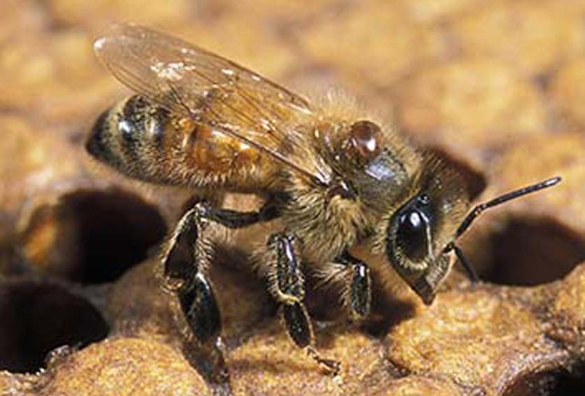 Varroa mite (Varroa destructor): More detections in NSW