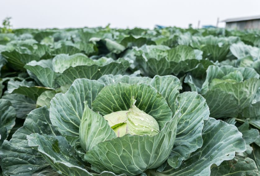 Report sheds light on profitability of WA vegetable growers