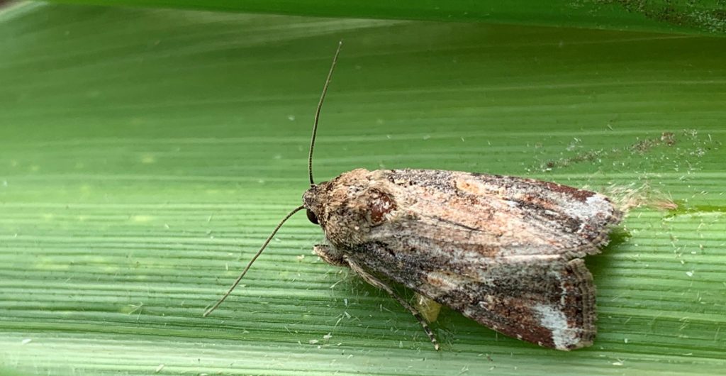 In depth insight into the detection of fall armyworm in Australia