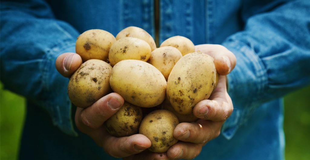 New diagnostic service for CLso in potato tubers