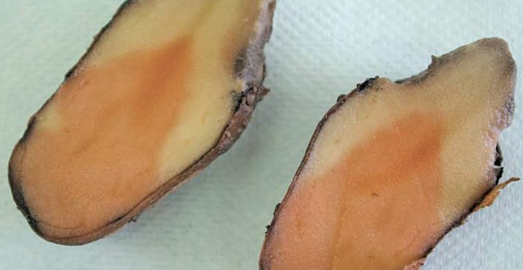 Fact sheet: Managing pink rot in potatoes 