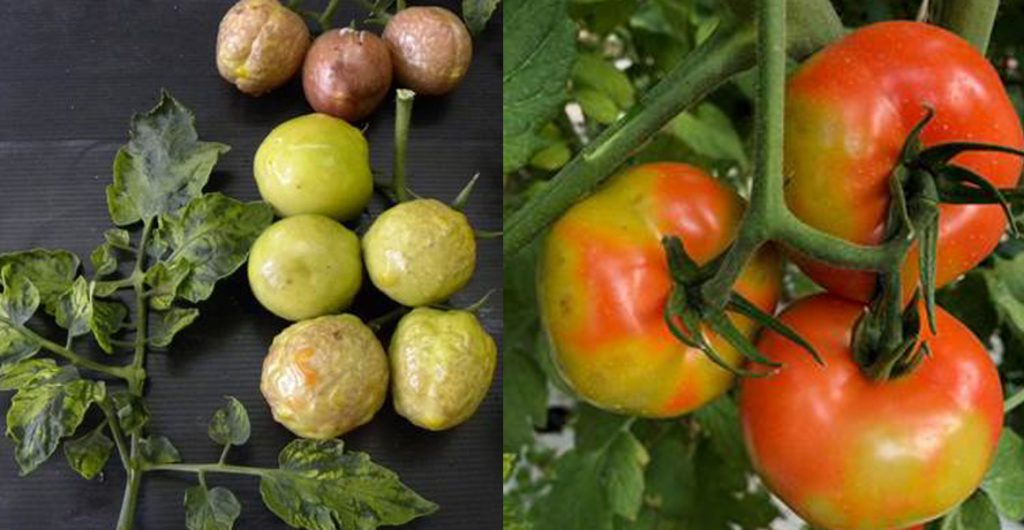 Update on tomato brown rugose fruit virus testing