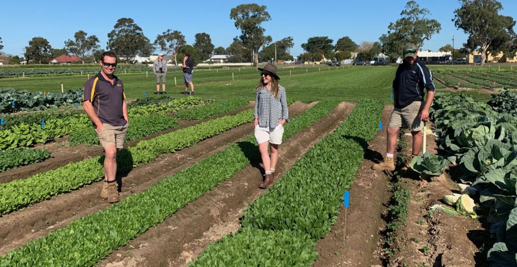 Flashback to key findings from the East Gippsland Vegetable Innovation Days