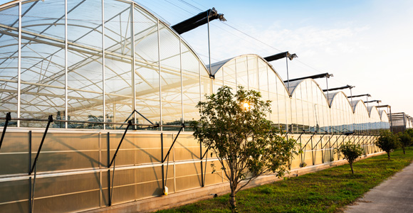 Focus on greenhouse construction and safe operation