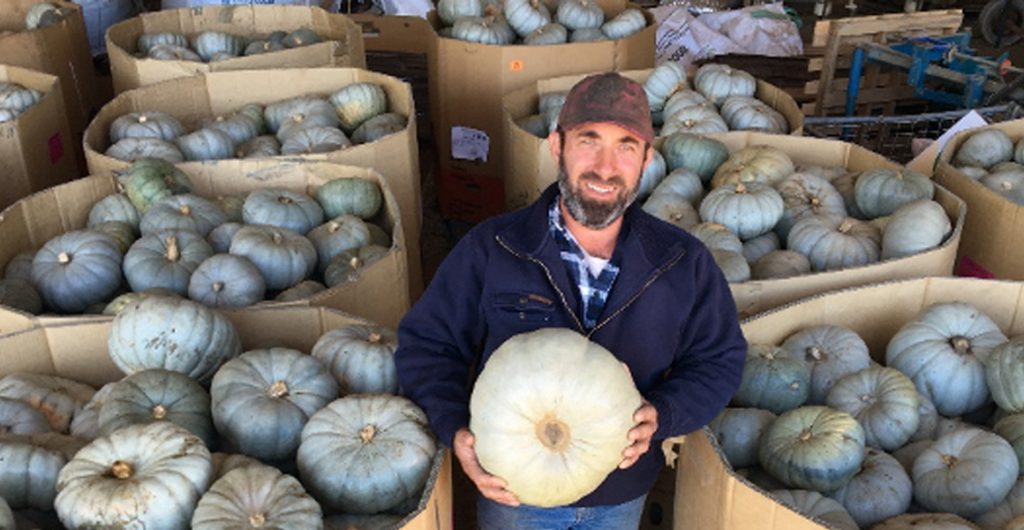 Podcast: Cover crops and strip till for pumpkin production