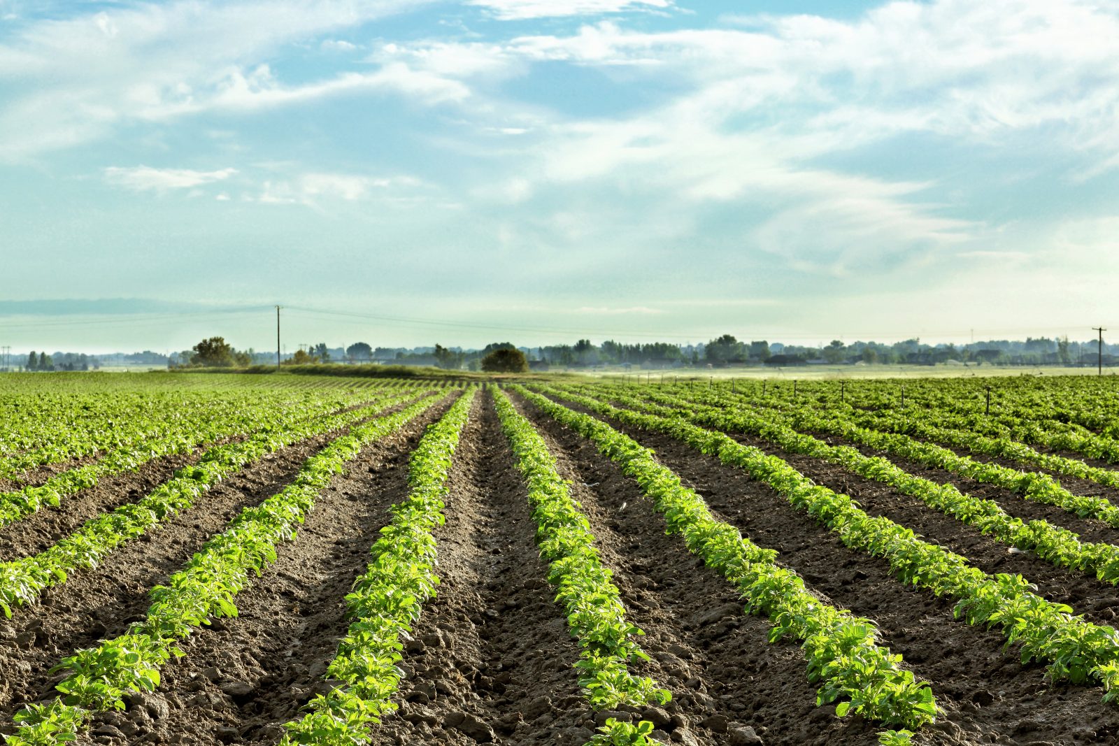 Research on soils that suppress Spongospora root galling and powdery ...