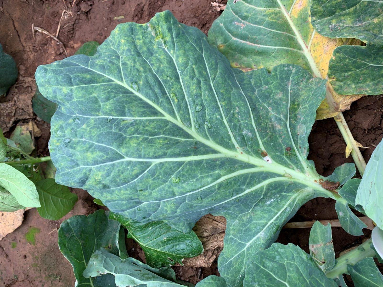 Triple threat to your vegetable brassica crops AUSVEG