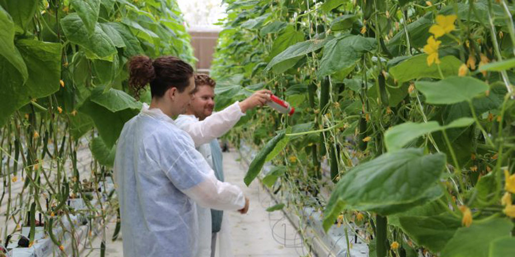 Graduate Diploma in Protected Cropping