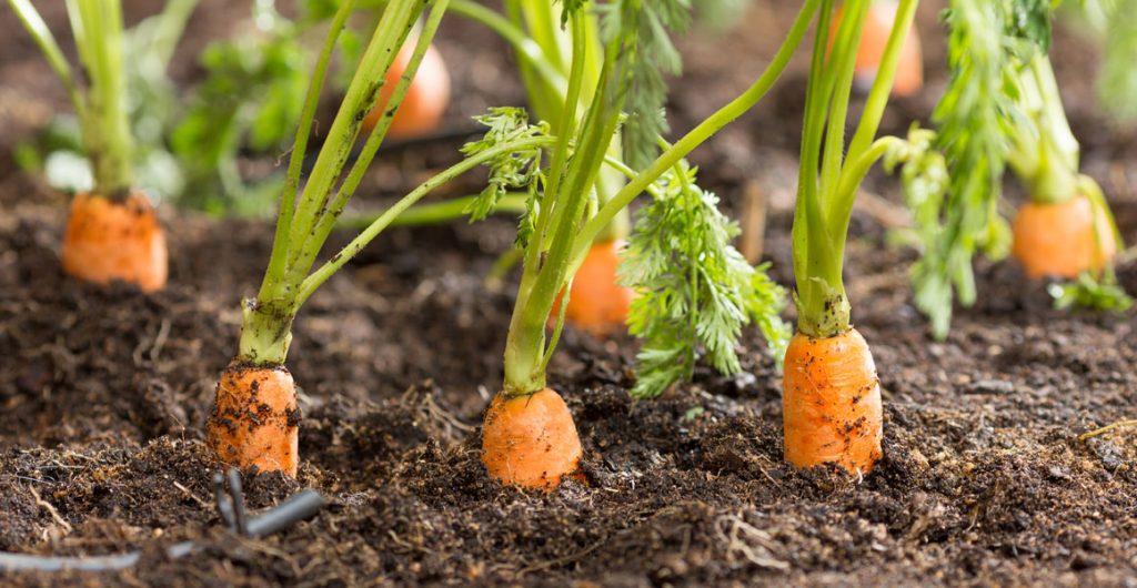 Case study: Effect of coal-based soil amendments on carrots grown in sandy soil
