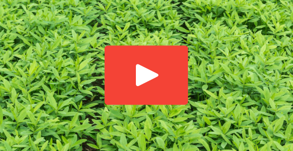 Video: A grower's perspective of cover crops in vegetable production