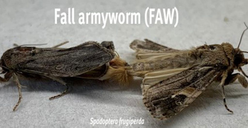Latest fall armyworm pheromone trap counts in Queensland