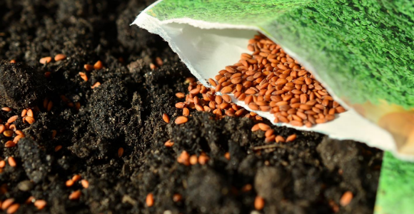 Safeguarding Australia from seedy biosecurity risks